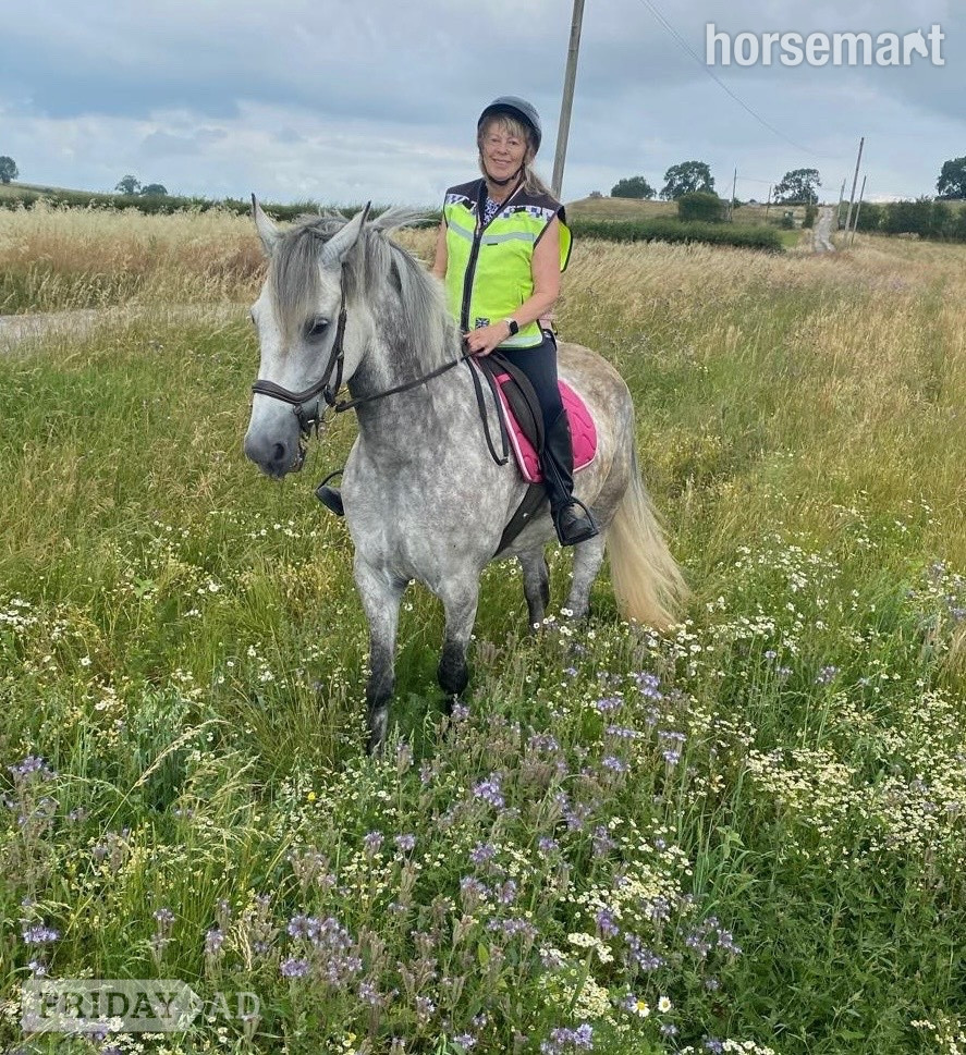 "Filly" Dapple Grey Mare Family Horse in Sandiacre