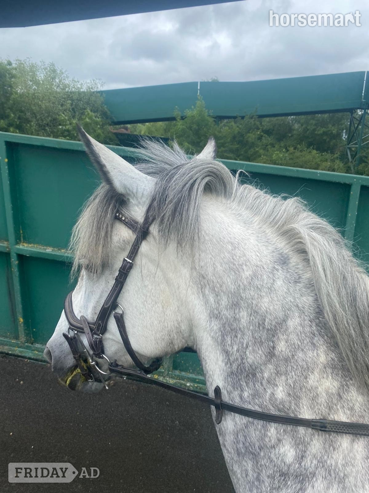 Sandiacre "Filly" Dapple Grey Mare Family Horse