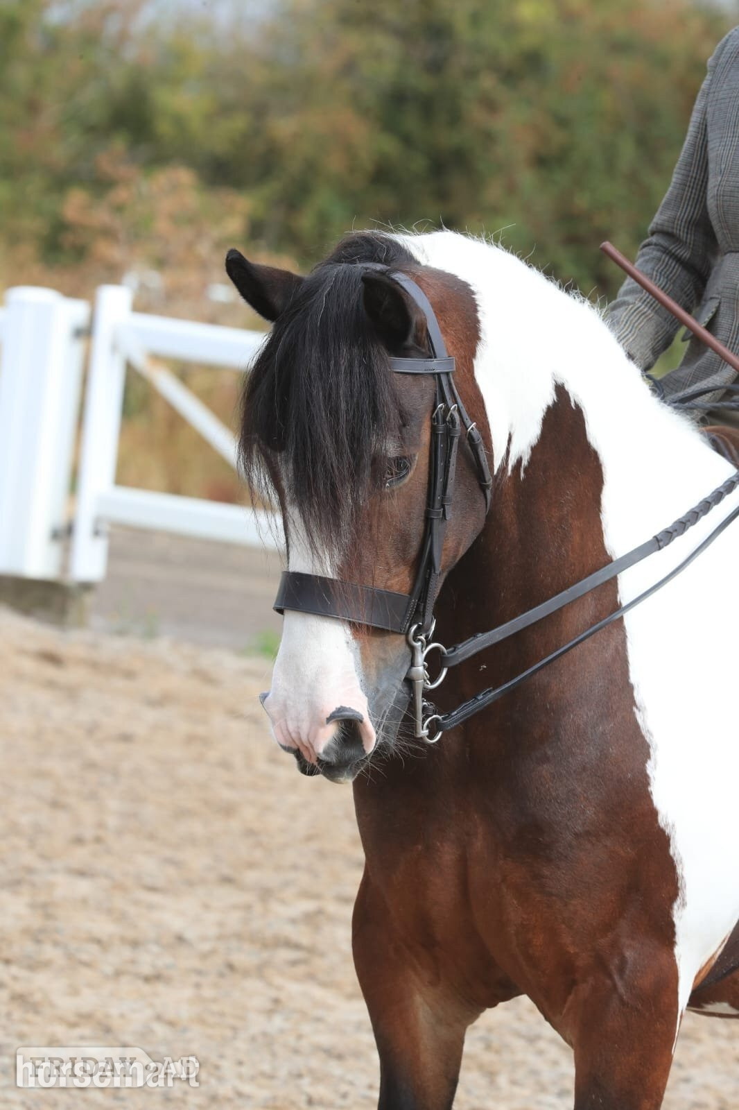 "Myla" Skewbald Mare Coloured