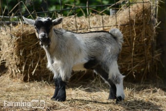 Two Wether Pygmy Goat kids in Dorset