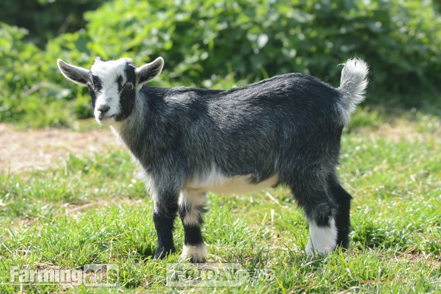 Two Wether Pygmy Goat kids in Dorset