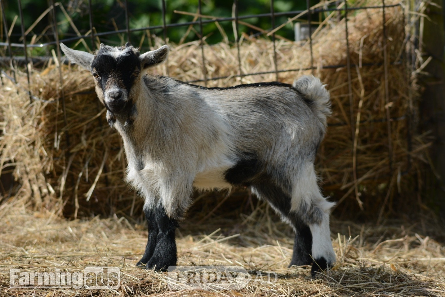 Two Wether Pygmy Goat kids in Dorset in Dorchester