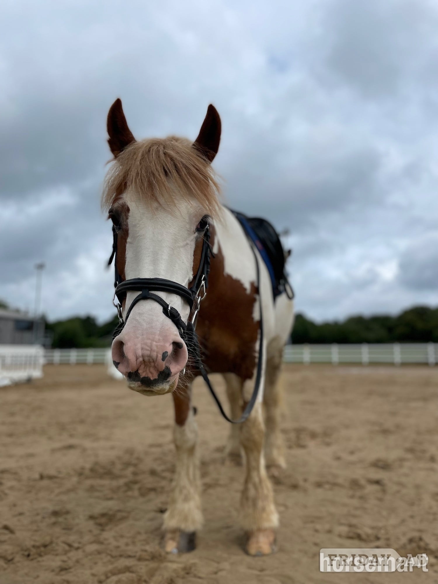 "Rosie " Skewbald Mare All Rounder in Blackwood