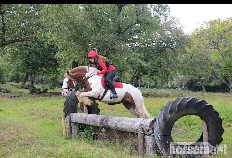 "Rosie " Skewbald Mare All Rounder - Horses