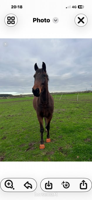 "Roo (Robbie Galway)" Bay Gelding Young Sport Horse