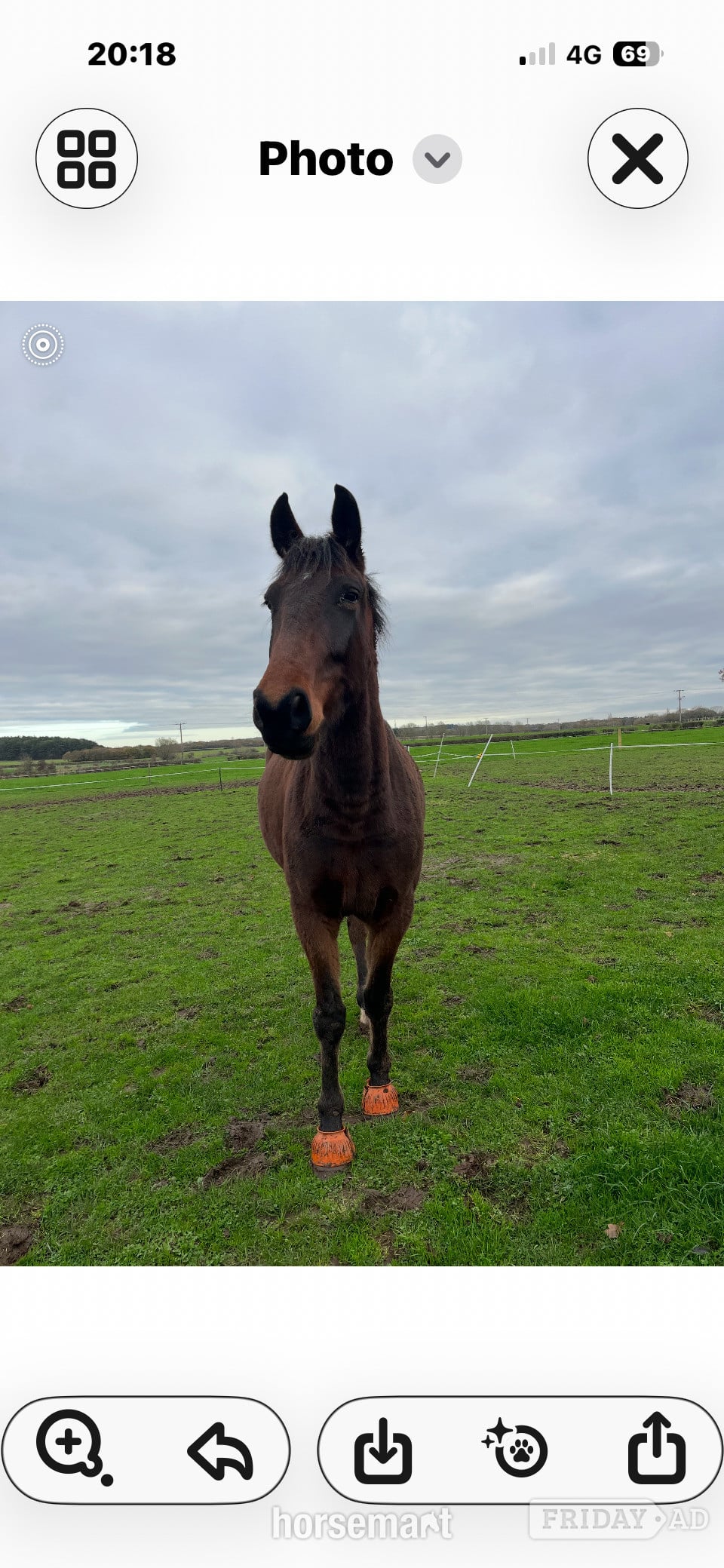 "Roo (Robbie Galway)" Bay Gelding Young Sport Horse in Bebington