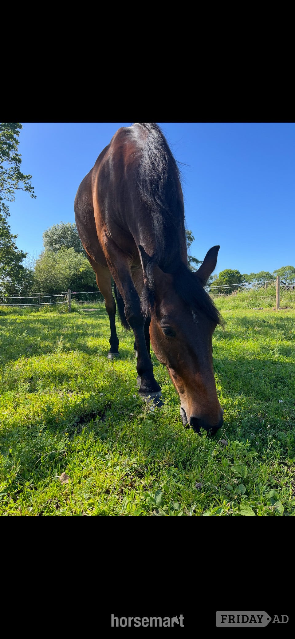 "Roo (Robbie Galway)" Bay Gelding Young Sport Horse