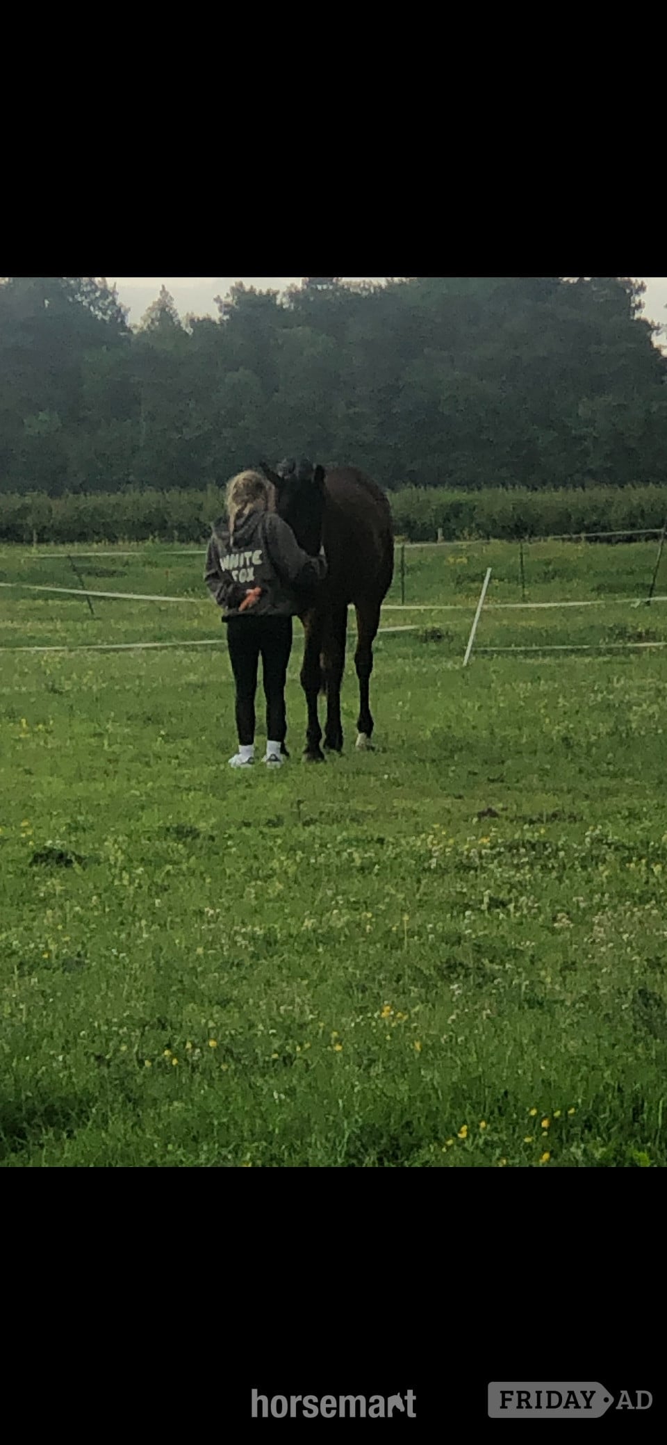 Bebington "Roo (Robbie Galway)" Bay Gelding Young Sport Horse