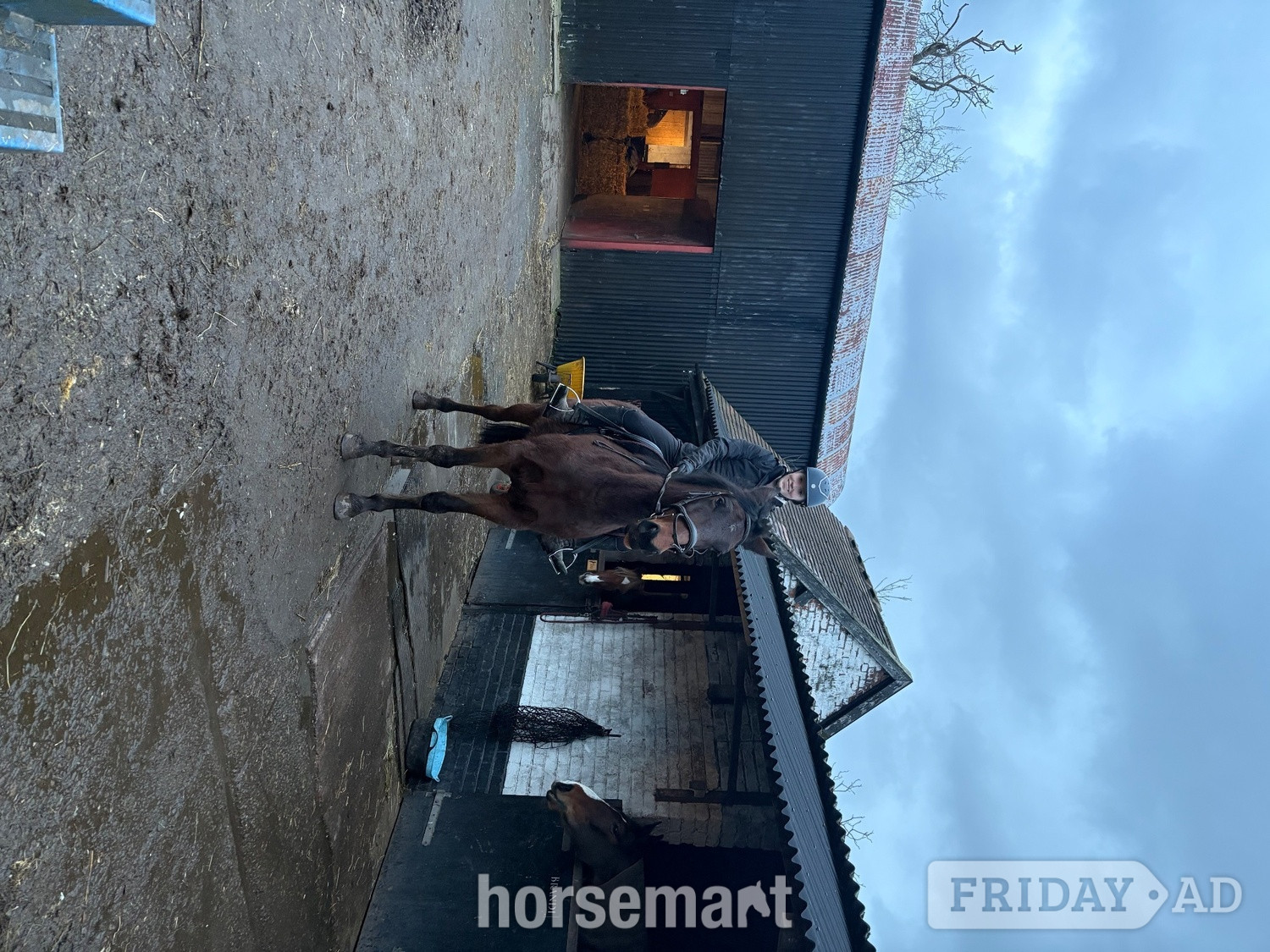 "Roo (Robbie Galway)" Bay Gelding Young Sport Horse - Horses in Bebington