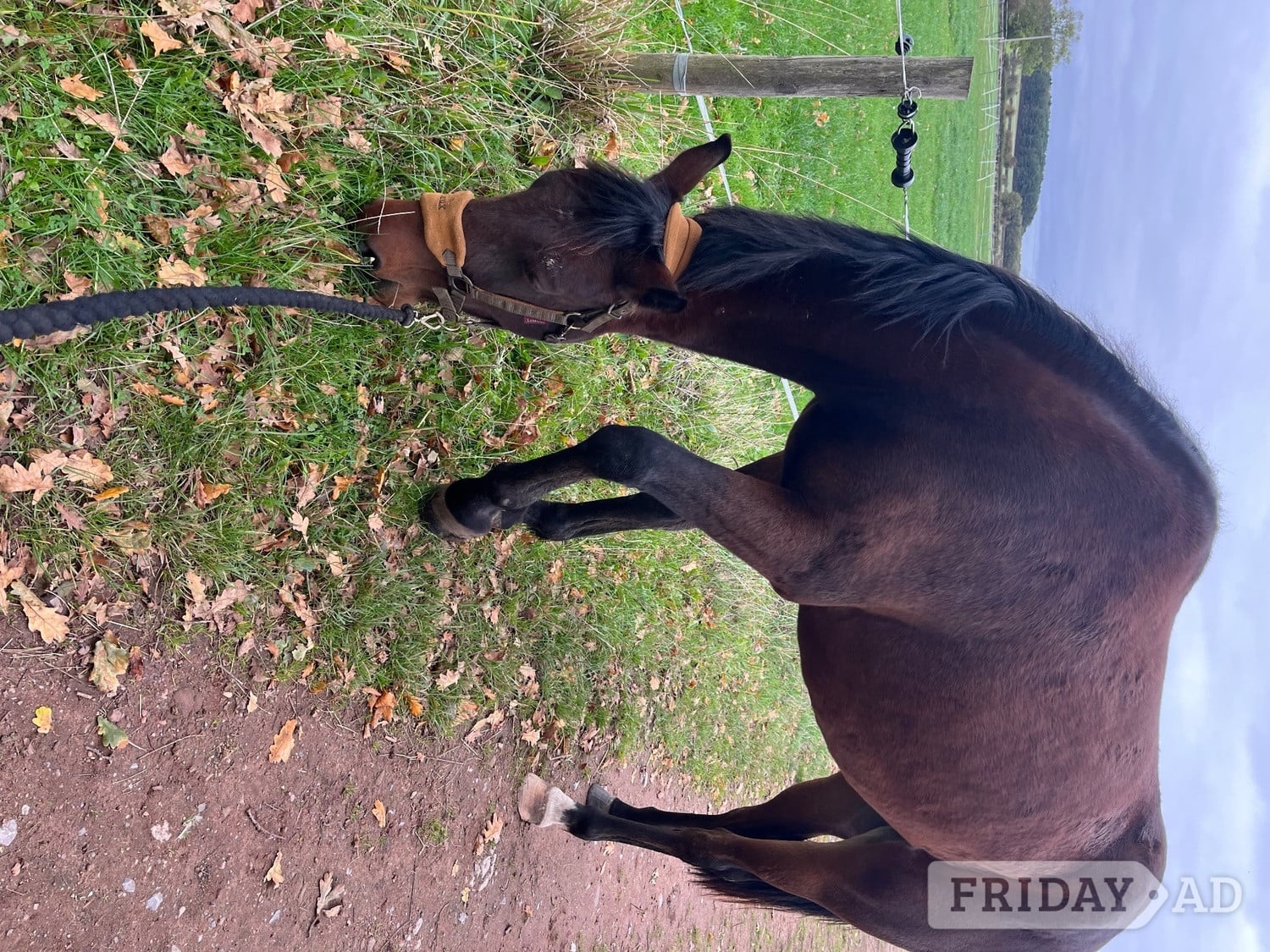 "Roo (Robbie Galway)" Bay Gelding Young Sport Horse - Horses