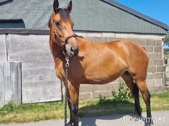 "Lowmoor money penny " Bright Bay Mare Young Sport Horse