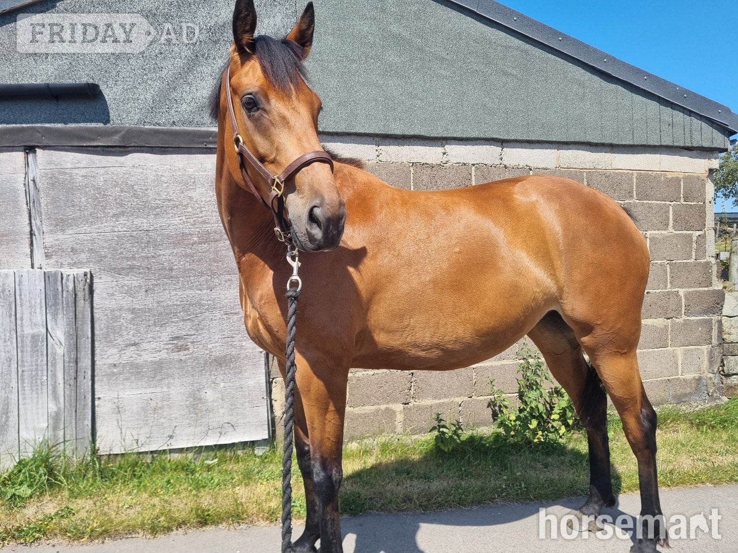 "Lowmoor money penny " Bright Bay Mare Young Sport Horse in Leeds