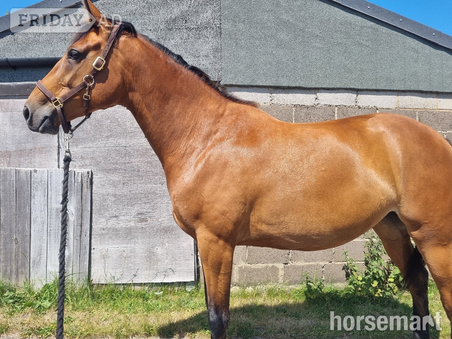 "Lowmoor money penny " Bright Bay Mare Young Sport Horse