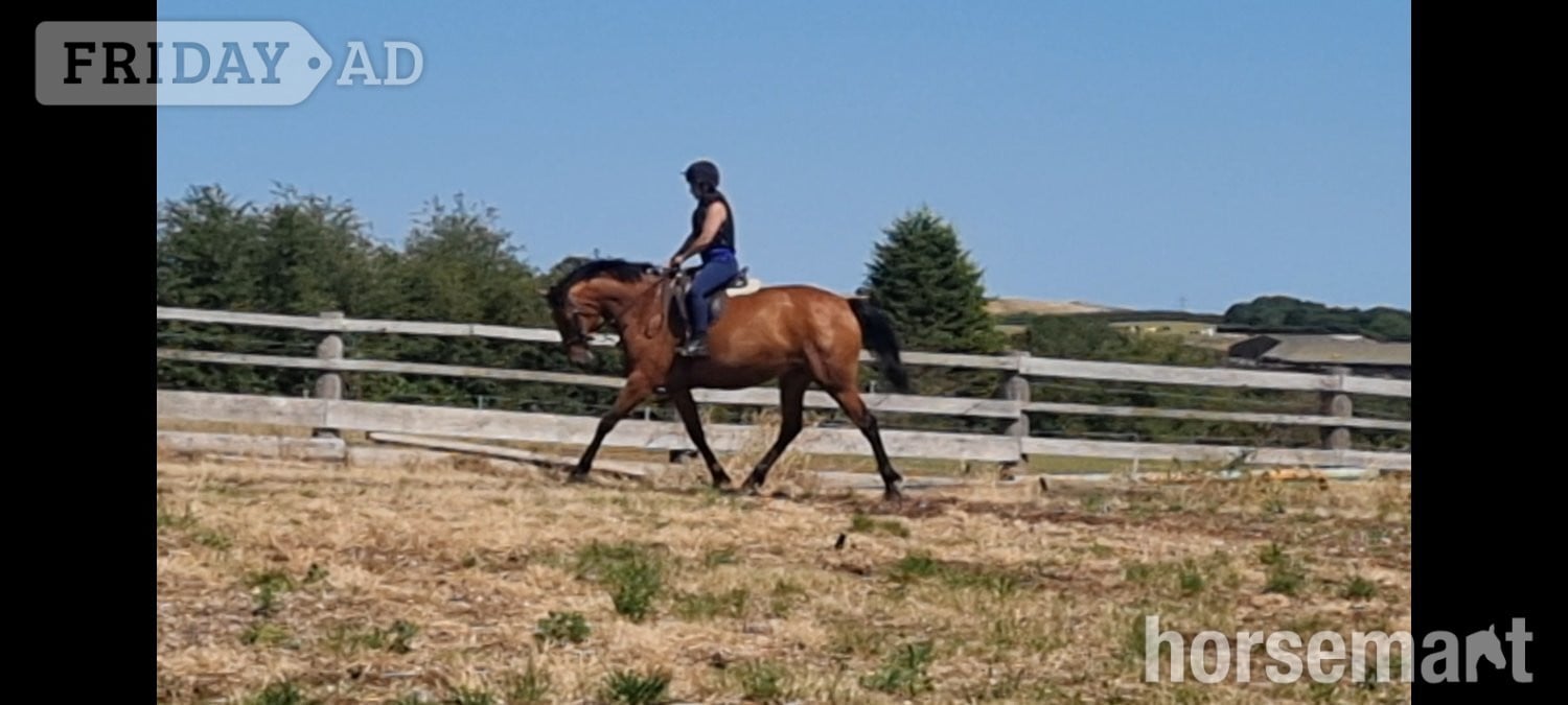 Leeds "Lowmoor money penny " Bright Bay Mare Young Sport Horse