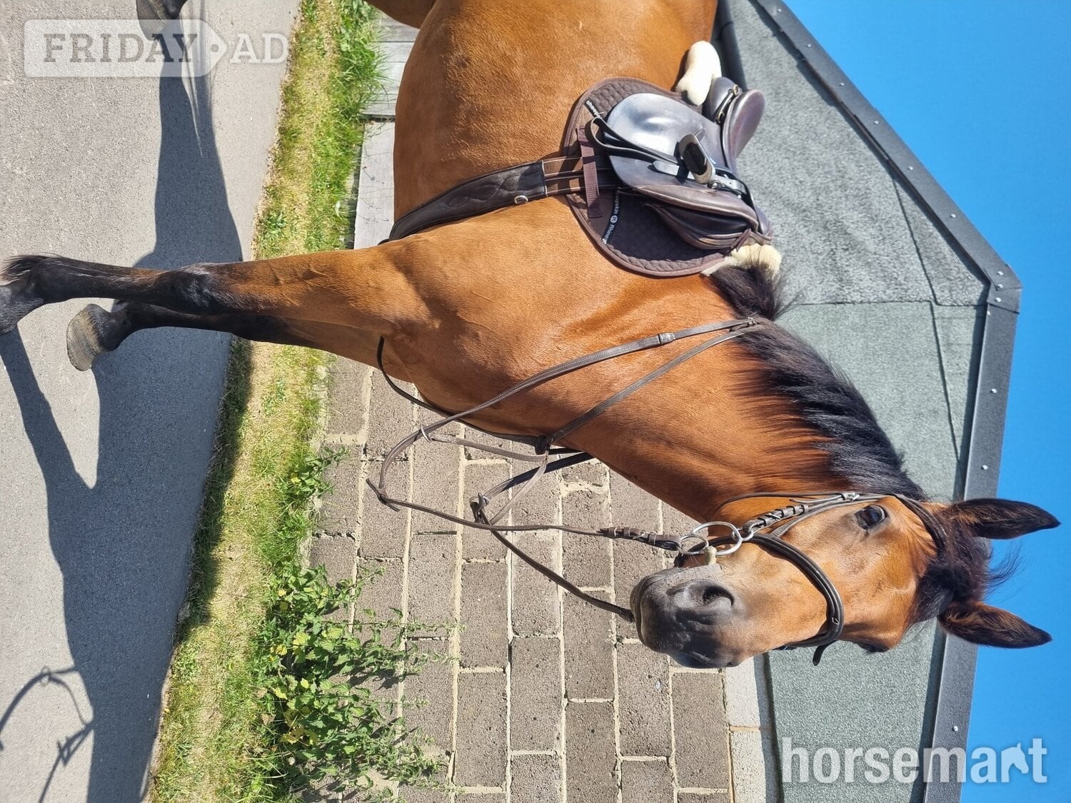 "Lowmoor money penny " Bright Bay Mare Young Sport Horse - Horses in Leeds