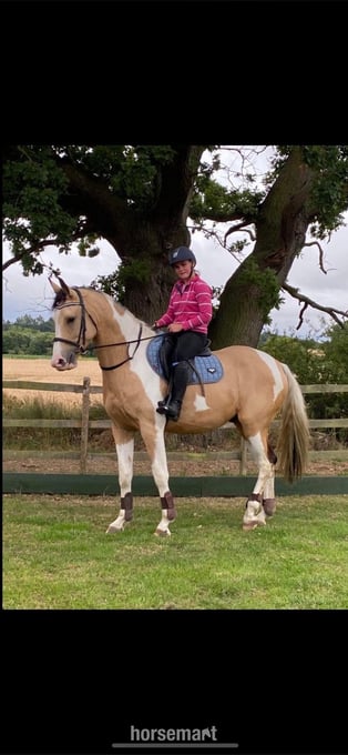 "Mowgli" Buckskin Gelding All Rounder