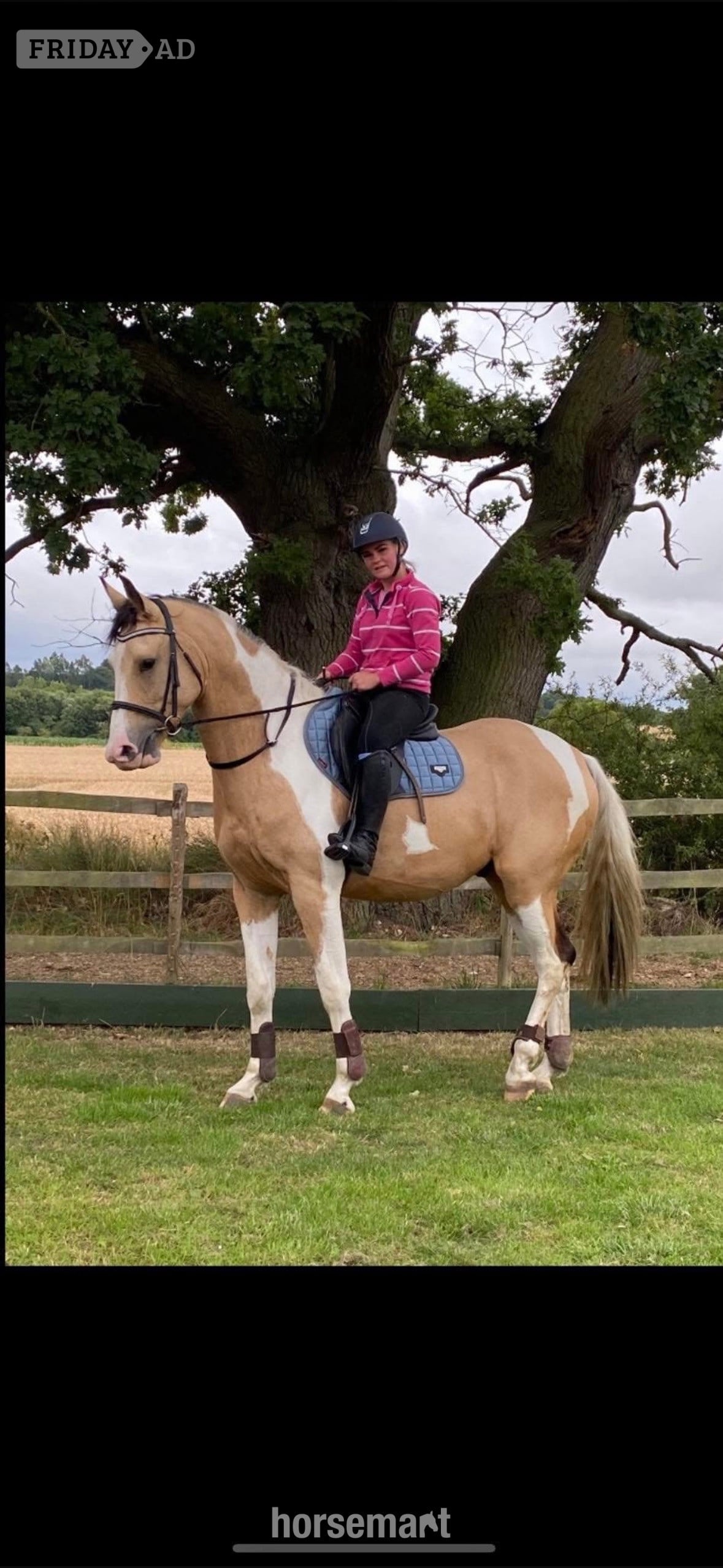 "Mowgli" Buckskin Gelding All Rounder in Wickford