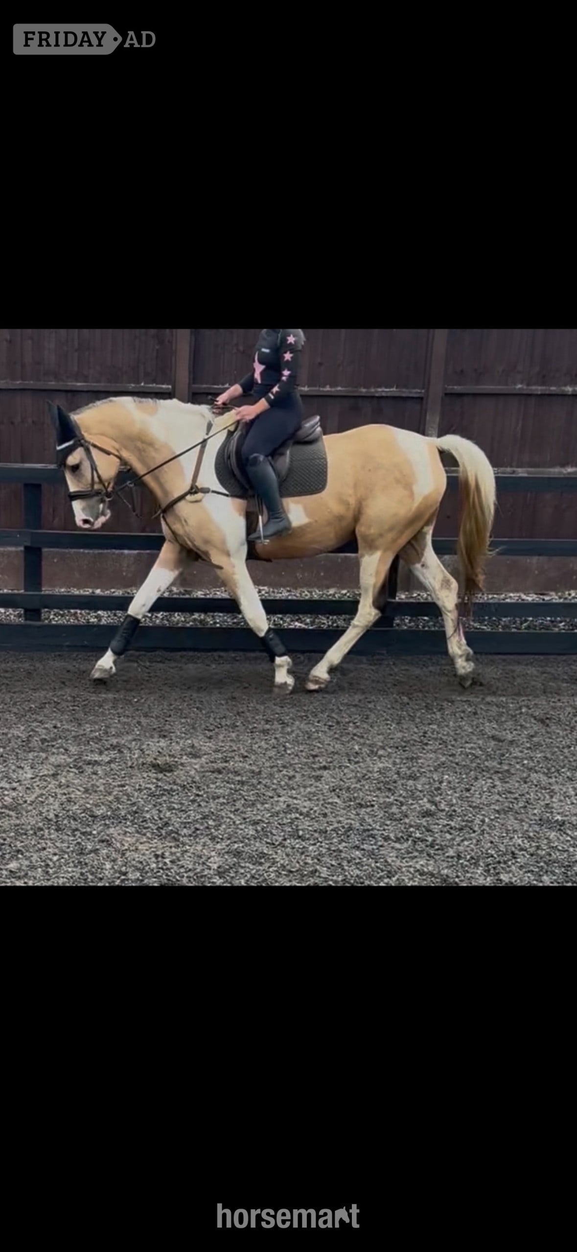 "Mowgli" Buckskin Gelding All Rounder