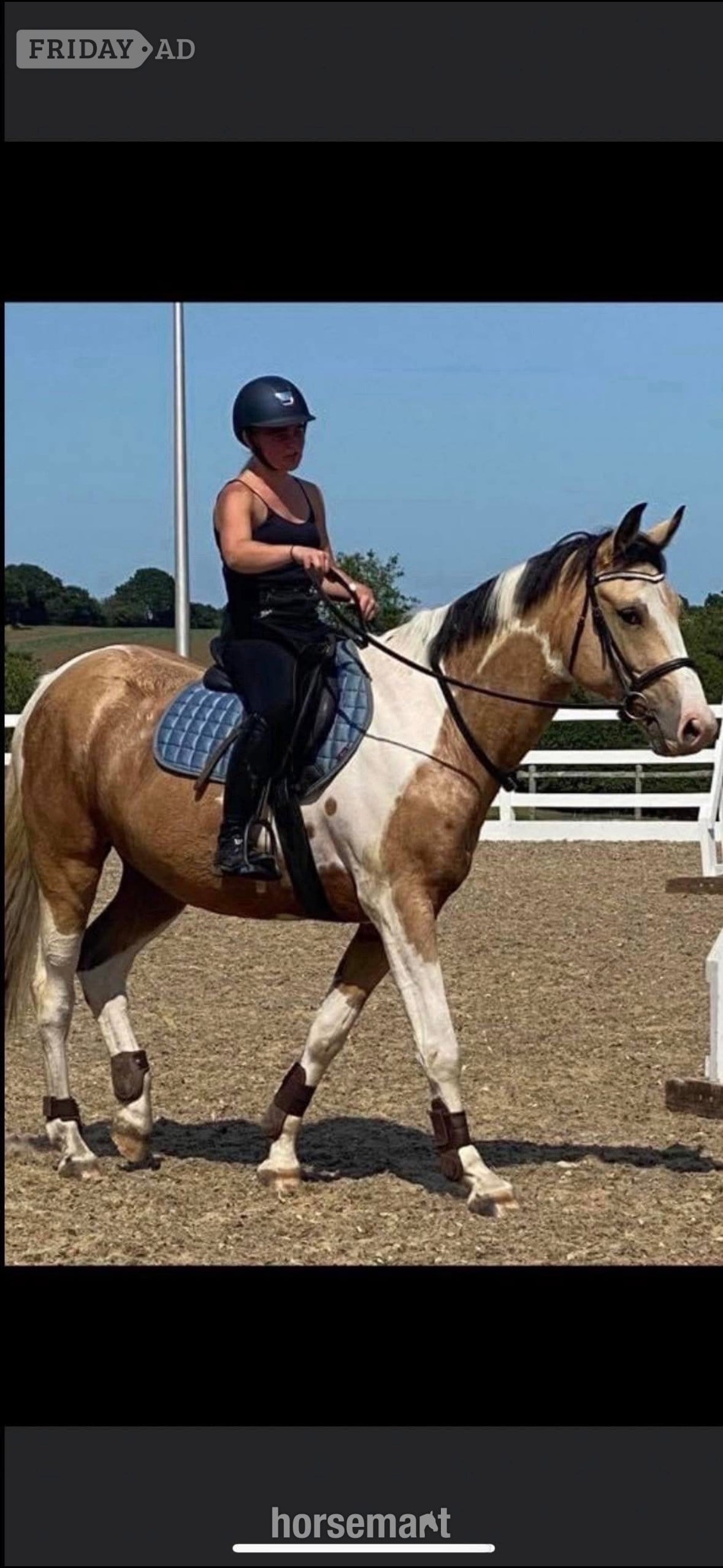 Wickford "Mowgli" Buckskin Gelding All Rounder