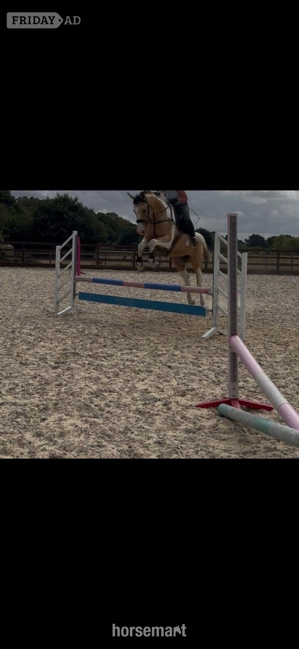 "Mowgli" Buckskin Gelding All Rounder - Horses in Wickford