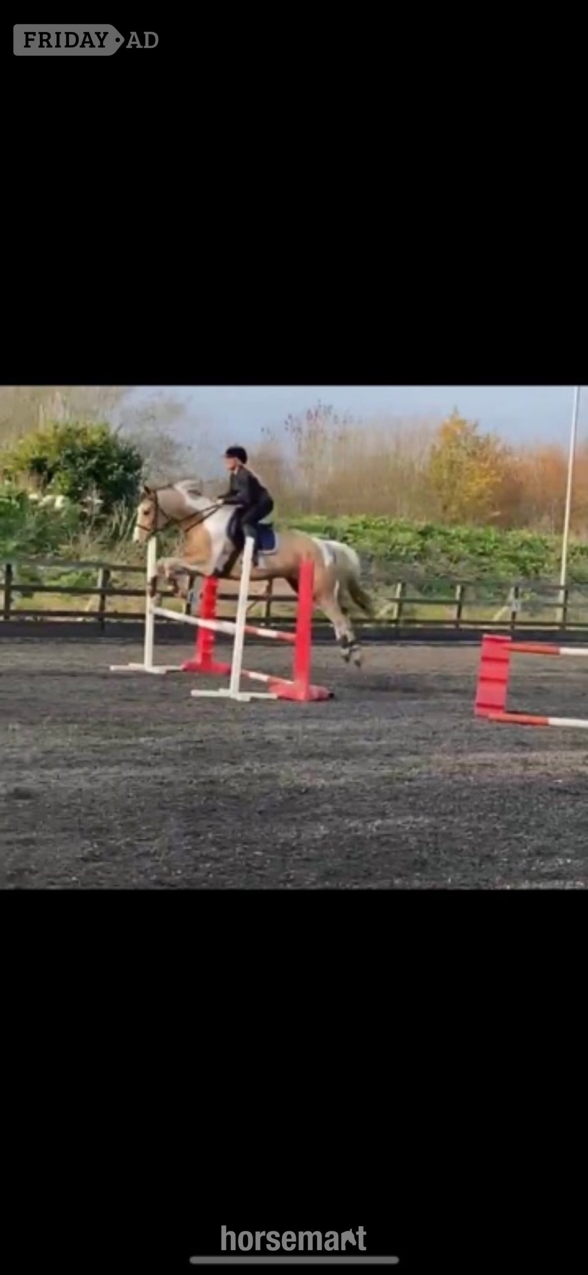 "Mowgli" Buckskin Gelding All Rounder - Horses