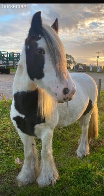 "Bella" Piebald Mare Cob/Heavy Horse