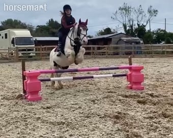 "Bella" Piebald Mare Cob/Heavy Horse