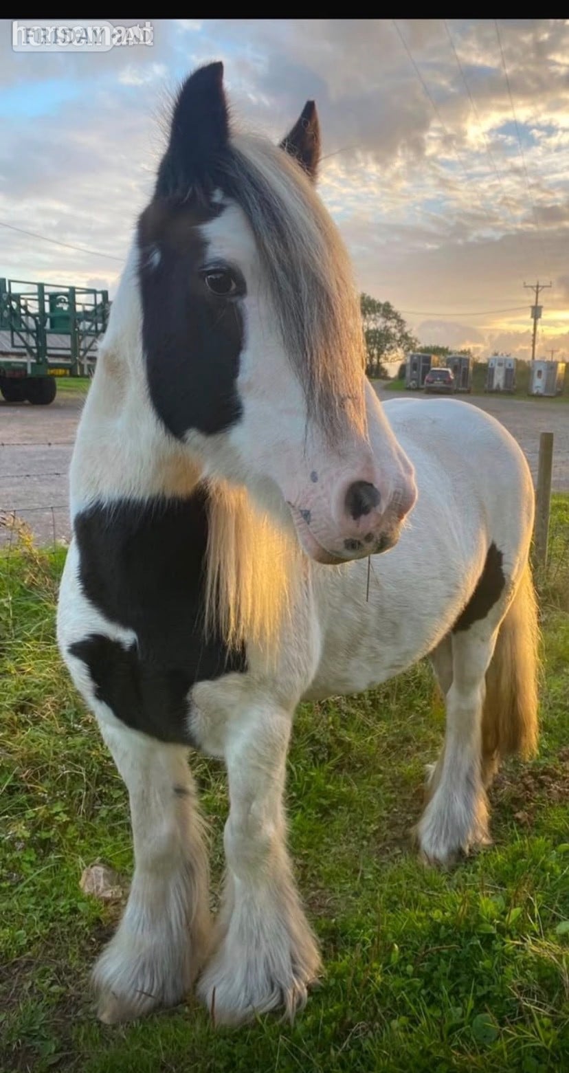 "Bella" Piebald Mare Cob/Heavy Horse in Cardiff