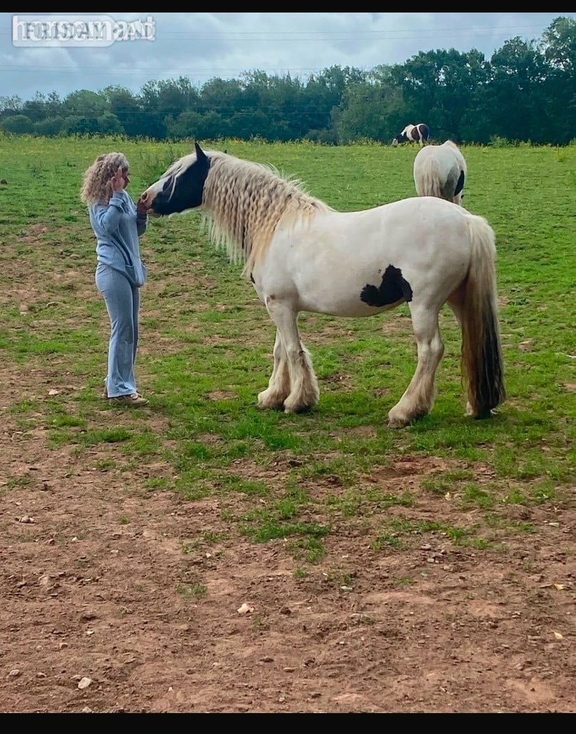 Cardiff "Bella" Piebald Mare Cob/Heavy Horse