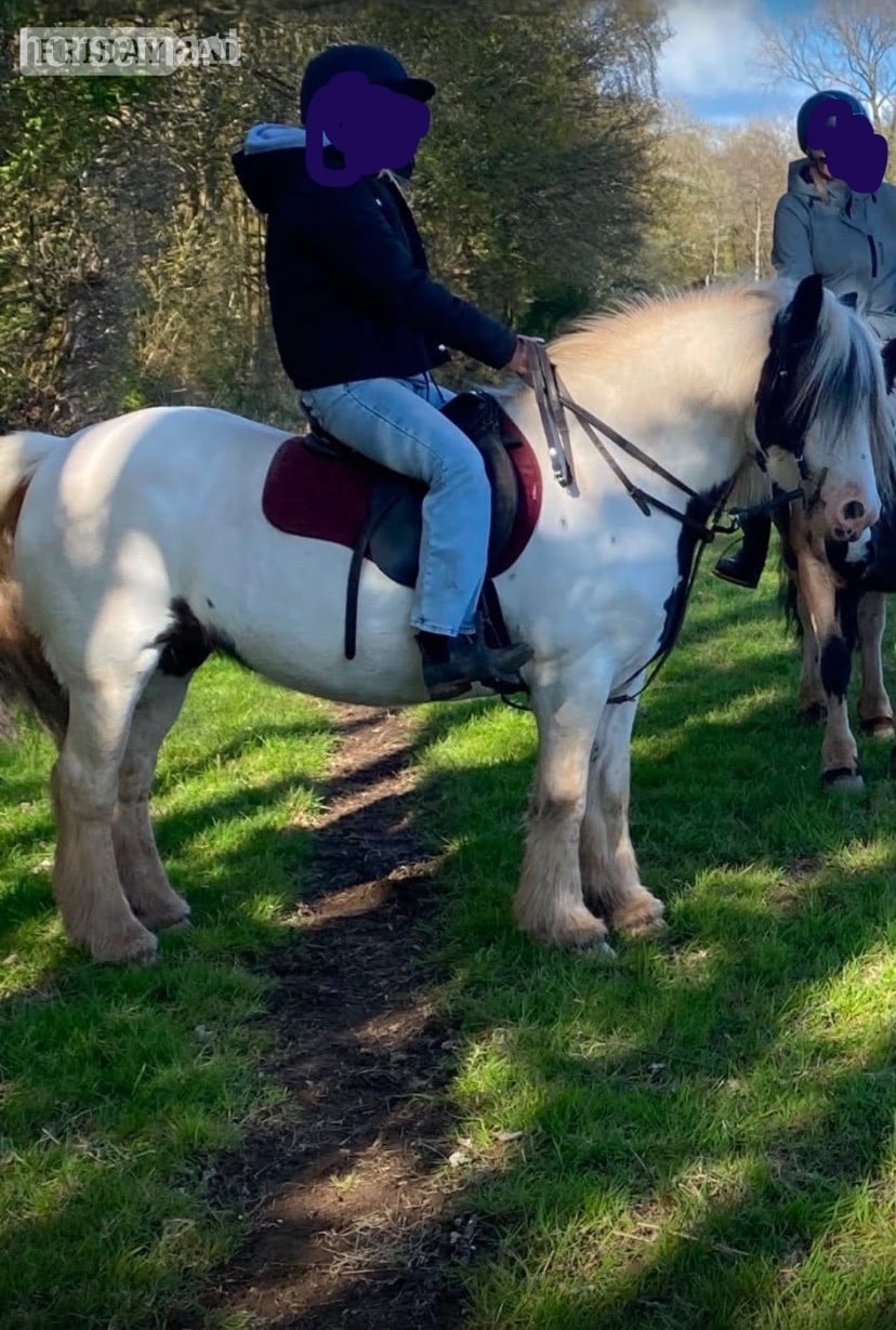 "Bella" Piebald Mare Cob/Heavy Horse - Horses in Cardiff