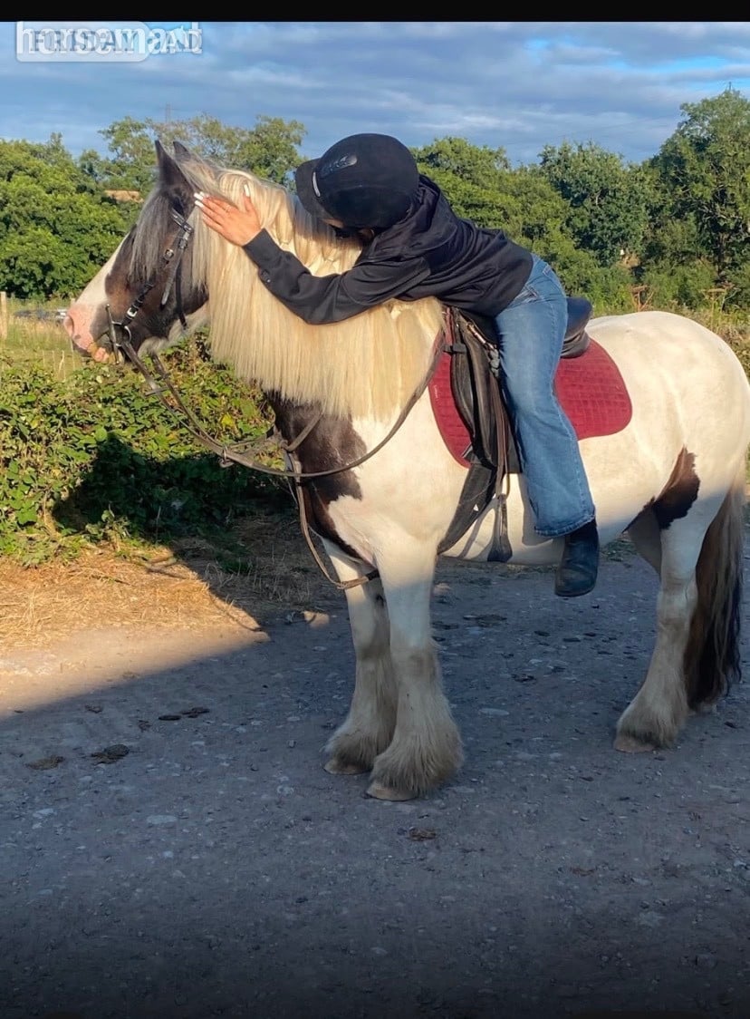 "Bella" Piebald Mare Cob/Heavy Horse - Horses