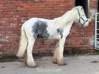 "Maverick " Coloured Gelding Project Horse
