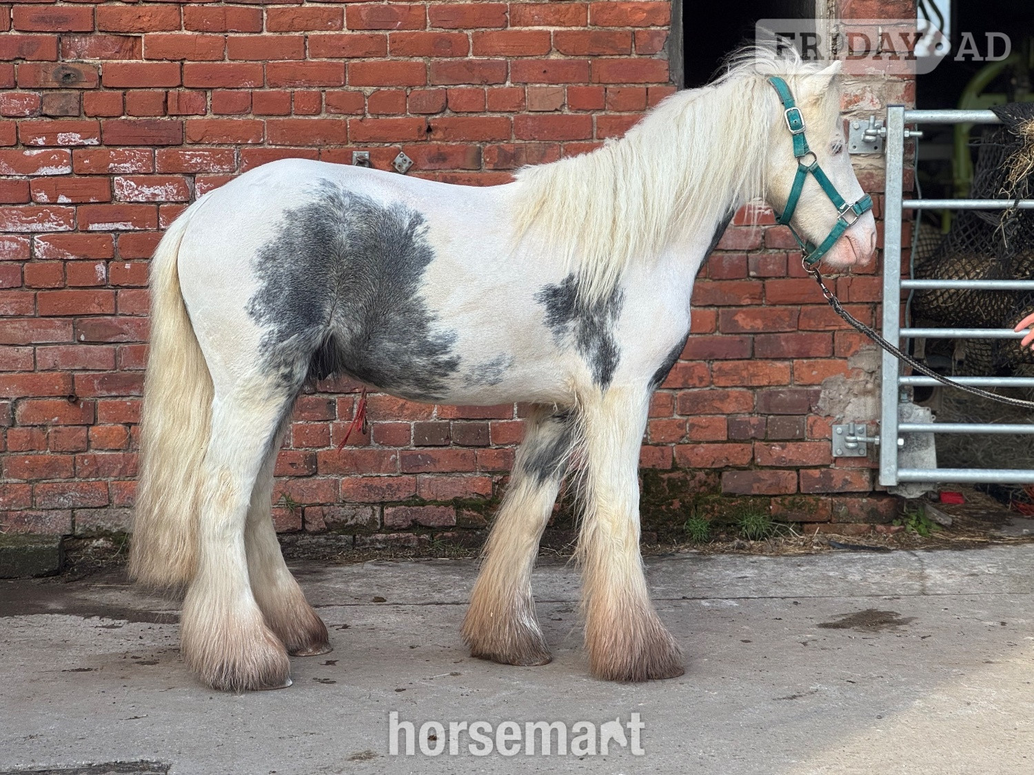 Whalley "Maverick " Coloured Gelding Project Horse