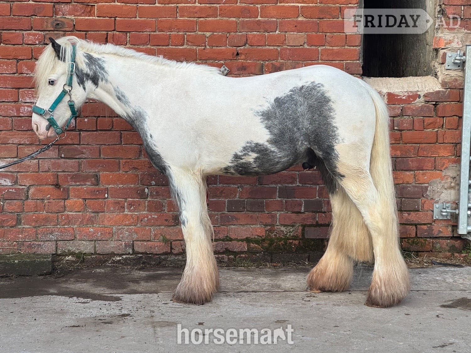 "Maverick " Coloured Gelding Project Horse