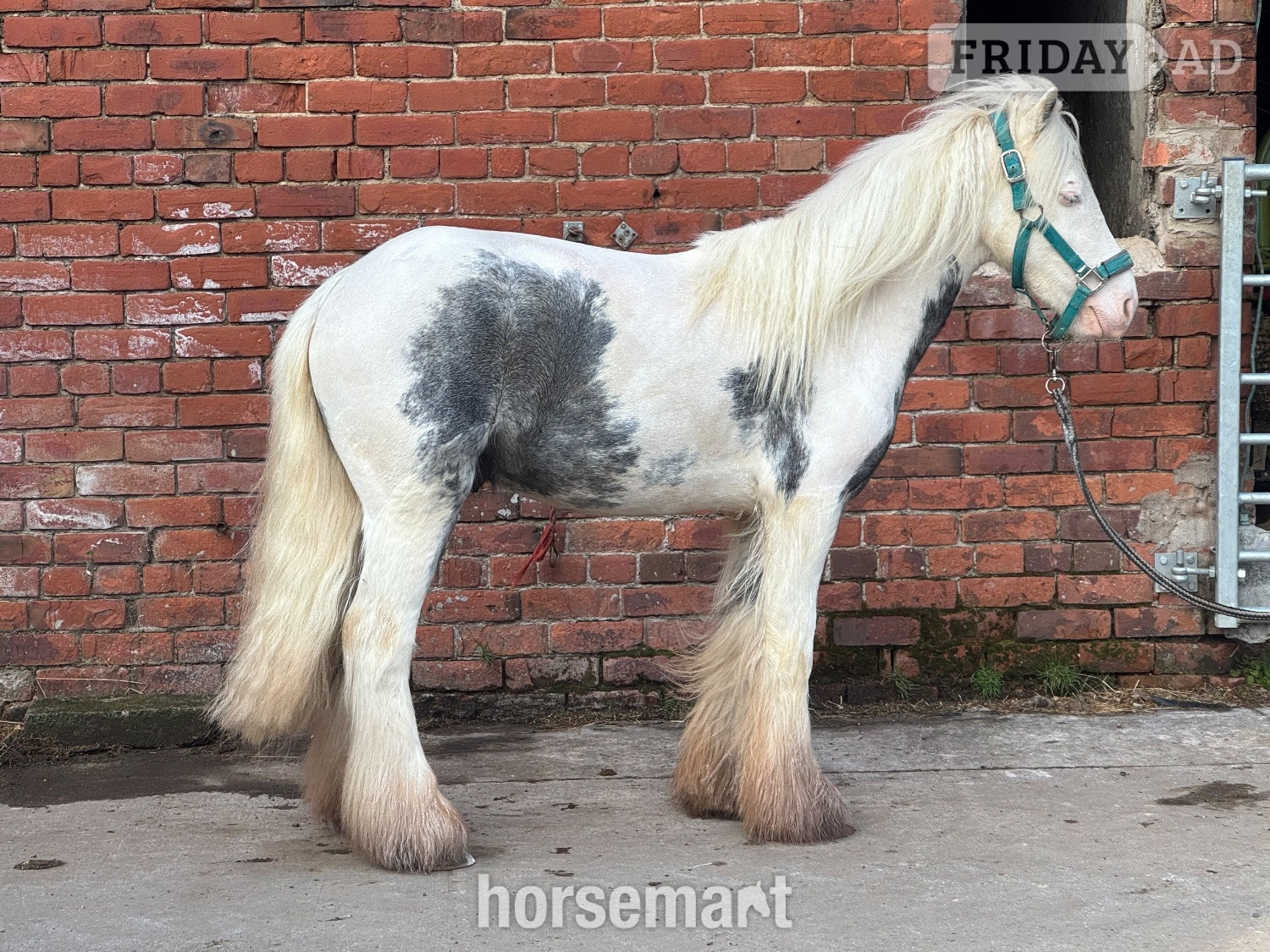 "Maverick " Coloured Gelding Project Horse in Whalley