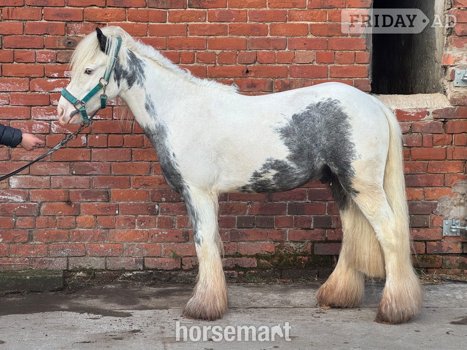 "Maverick " Coloured Gelding Project Horse - Horses