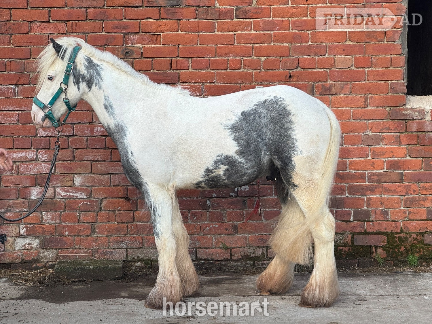 "Maverick " Coloured Gelding Project Horse - Horses in Whalley