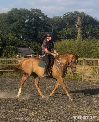 "AJ" Chestnut Gelding All Rounder