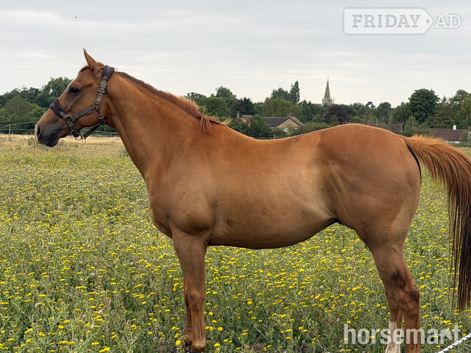 "AJ" Chestnut Gelding All Rounder