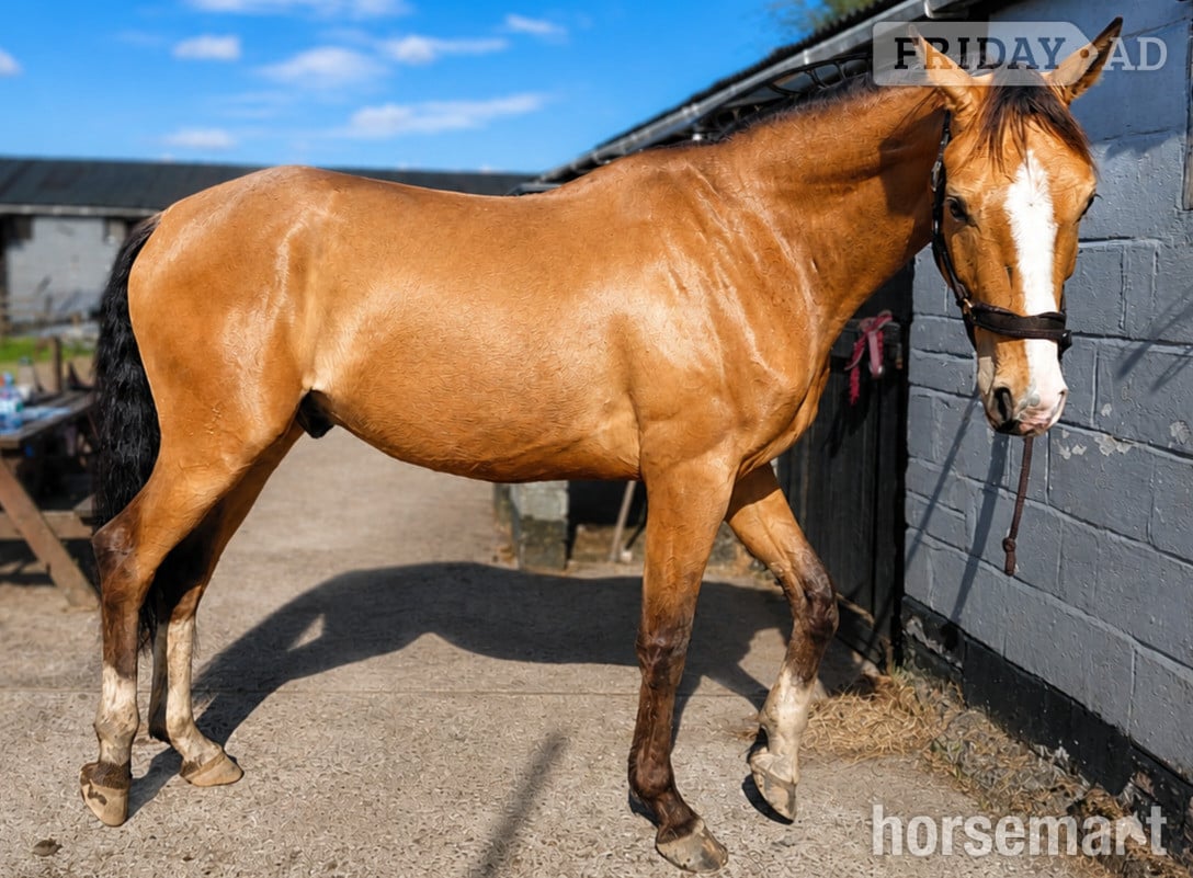 "Ludo " Buckskin Gelding All Rounder