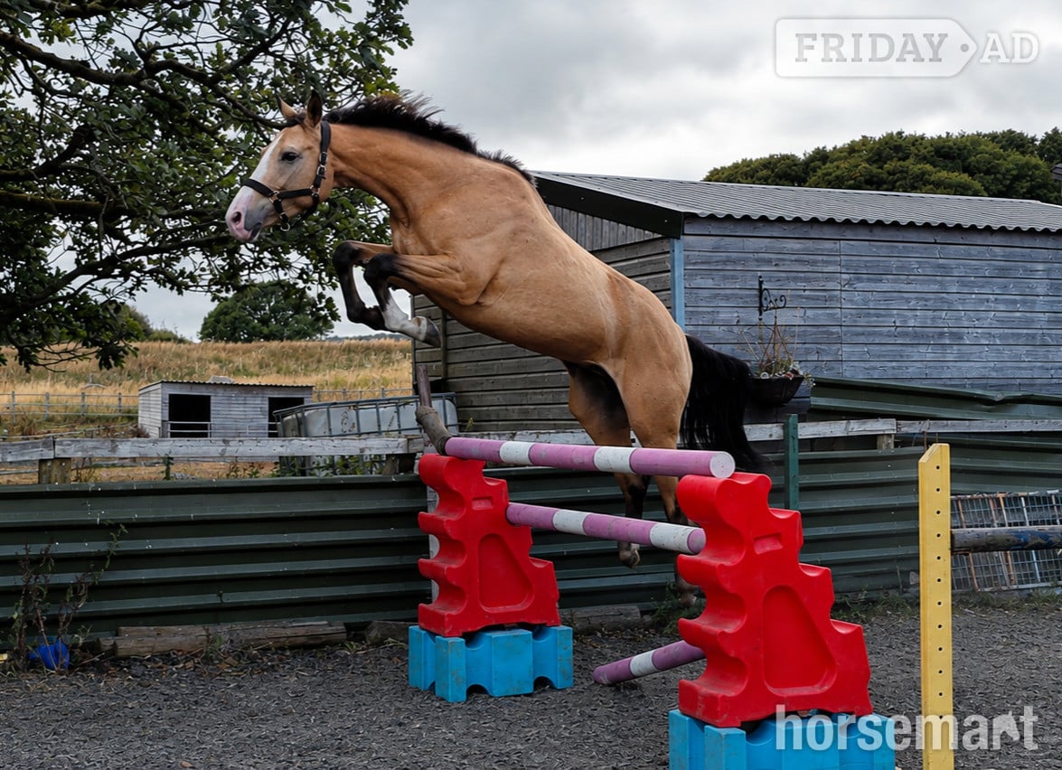 Aberdare "Ludo " Buckskin Gelding All Rounder