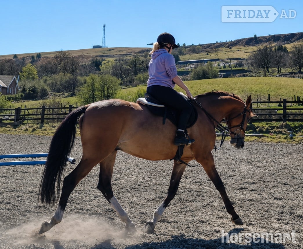 "Ludo " Buckskin Gelding All Rounder - Horses in Aberdare