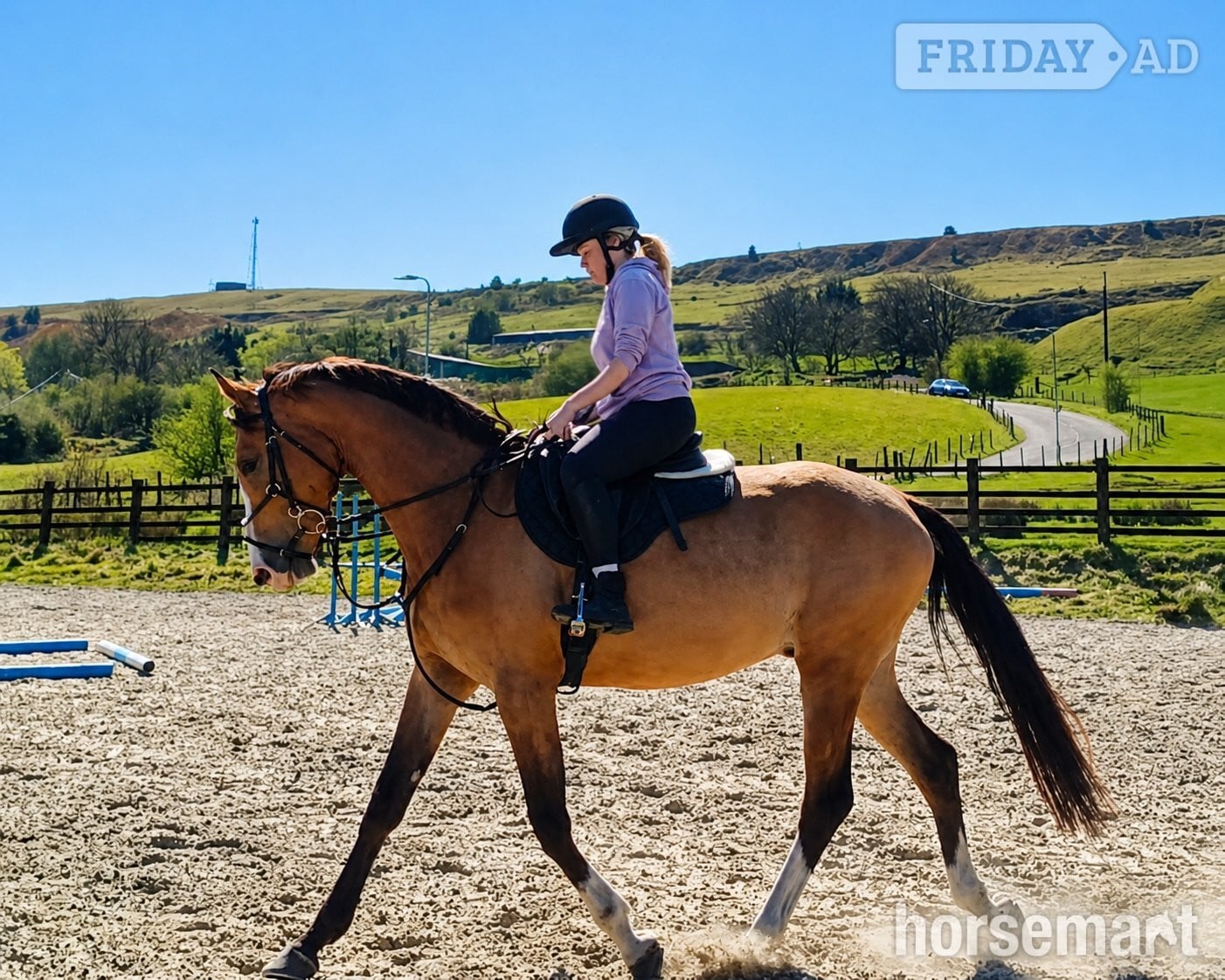 "Ludo " Buckskin Gelding All Rounder - Horses