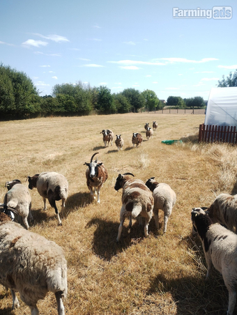 7 pure bred Jacobs sheep available