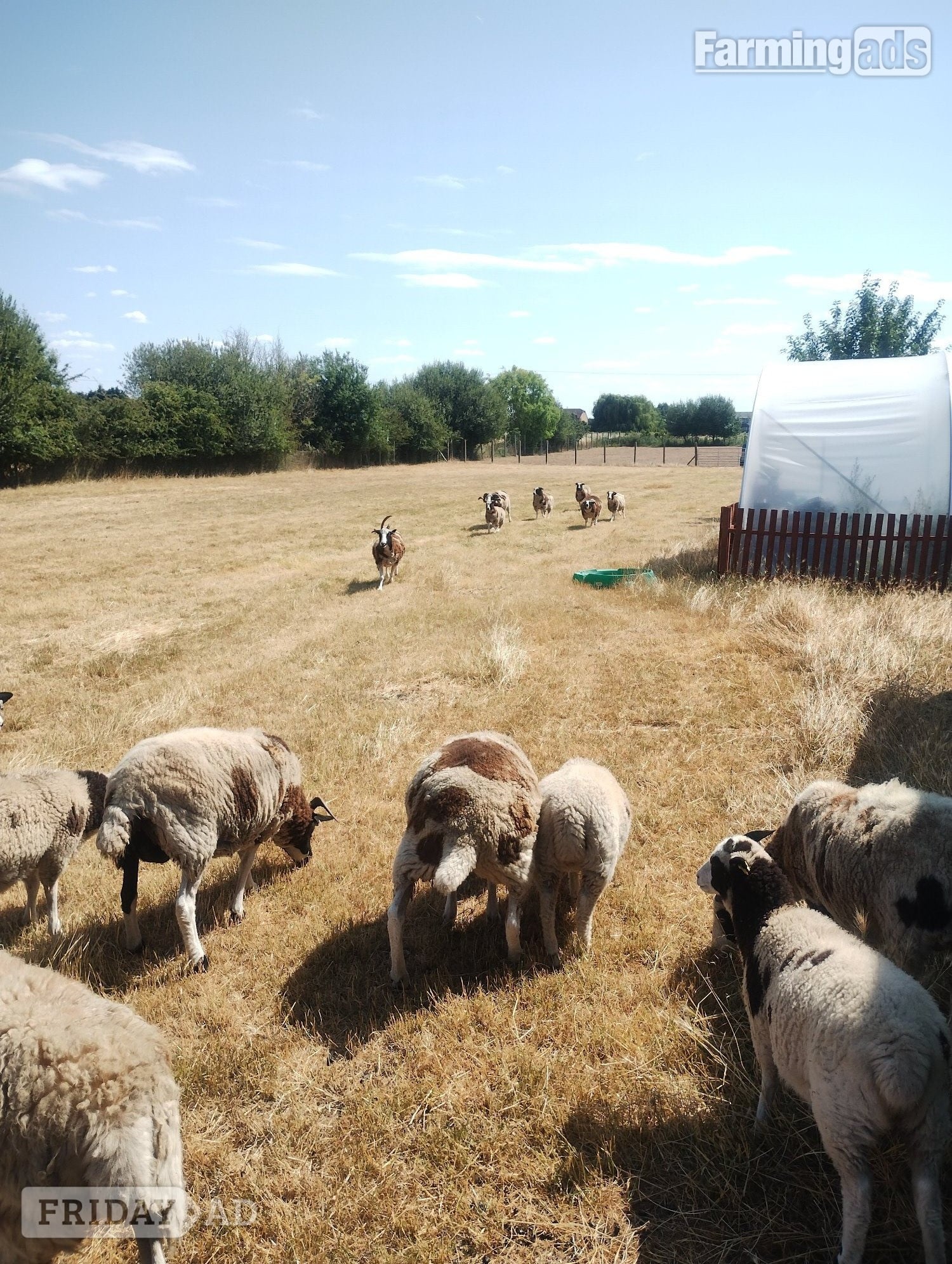 7 pure bred Jacobs sheep available