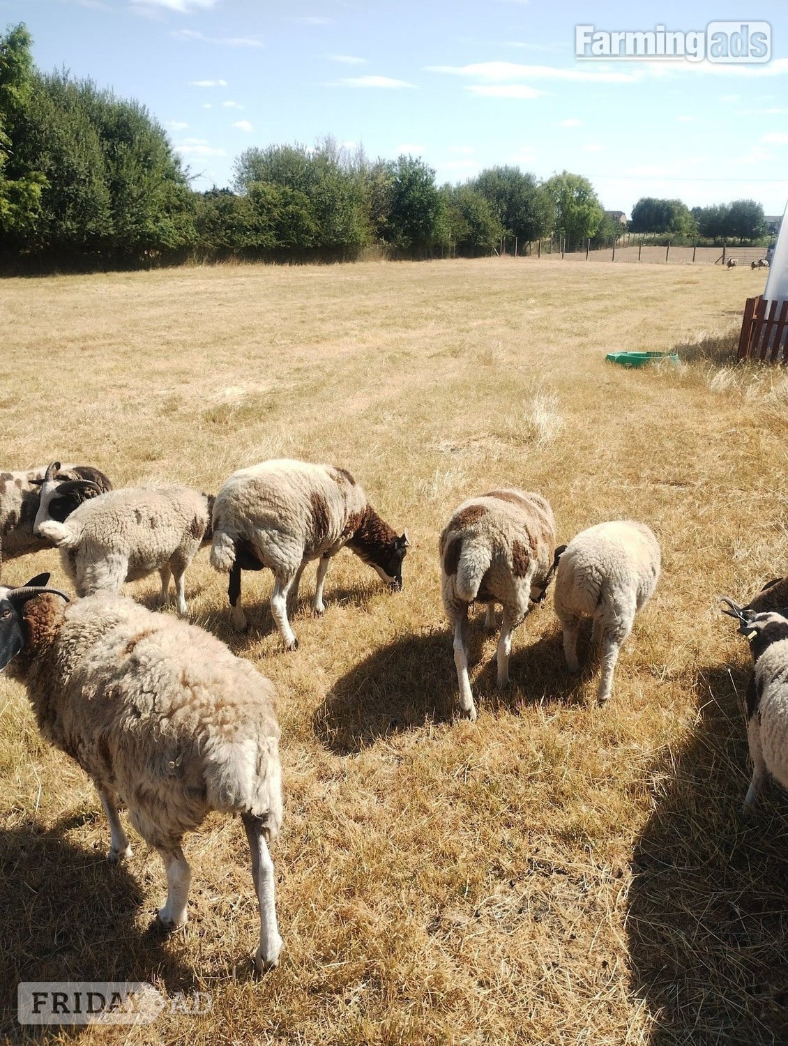 Ramsey St. Mary's 7 pure bred Jacobs sheep available