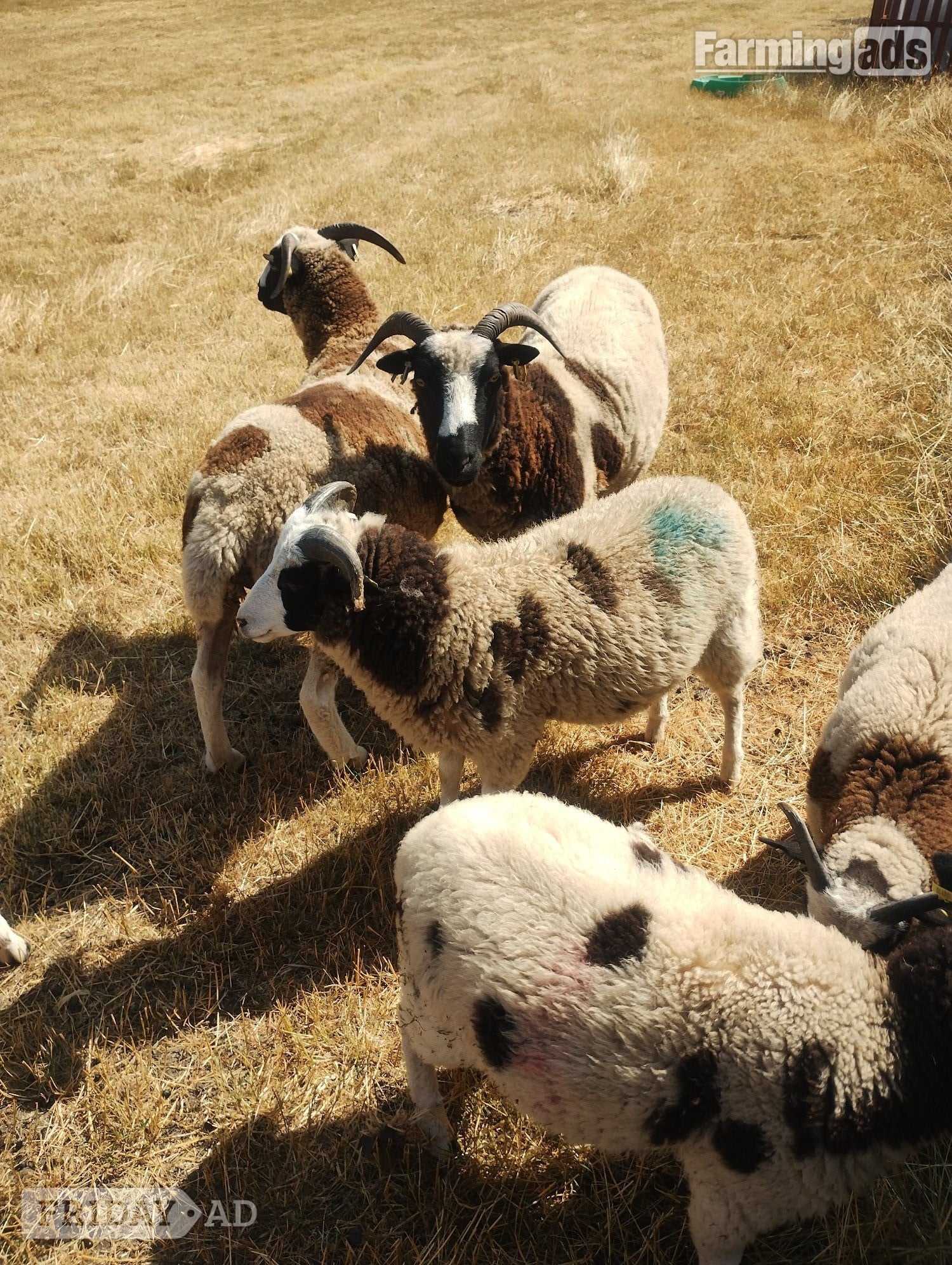 7 pure bred Jacobs sheep available - Livestock in Ramsey St. Mary's