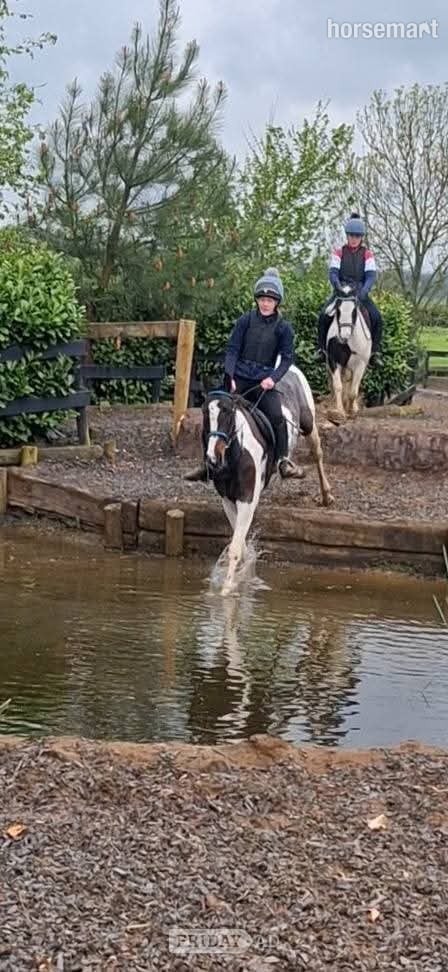 Armagh "Fea" Skewbald Mare All Rounder
