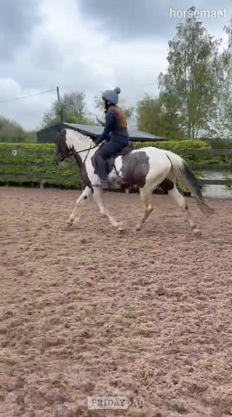 "Fea" Skewbald Mare All Rounder - Horses in Armagh