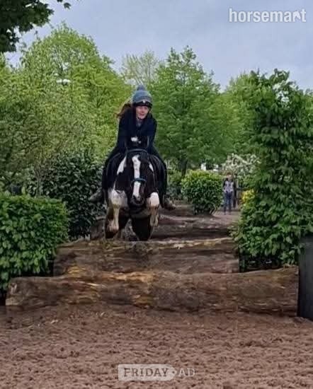 "Fea" Skewbald Mare All Rounder - Horses